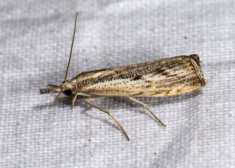 Crambidae: Agriphila geniculea